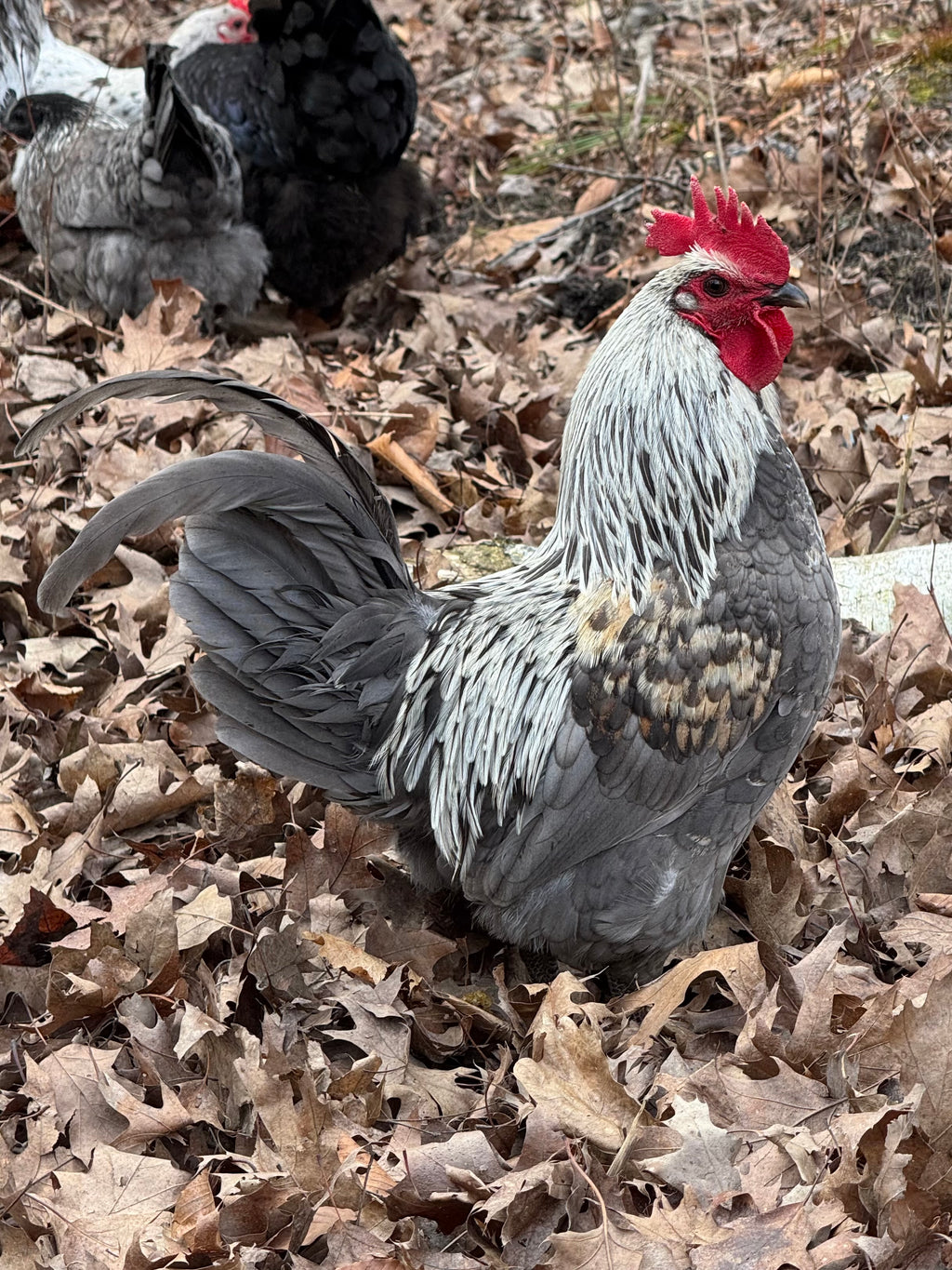Silverudd’s Blue Hatching Eggs