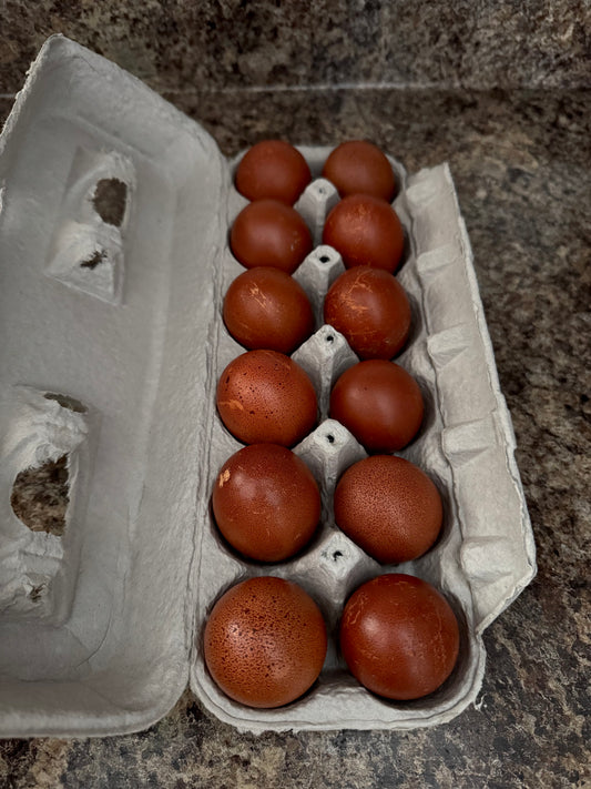 Marans Hatching Eggs