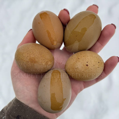 Olive Hatching Eggs