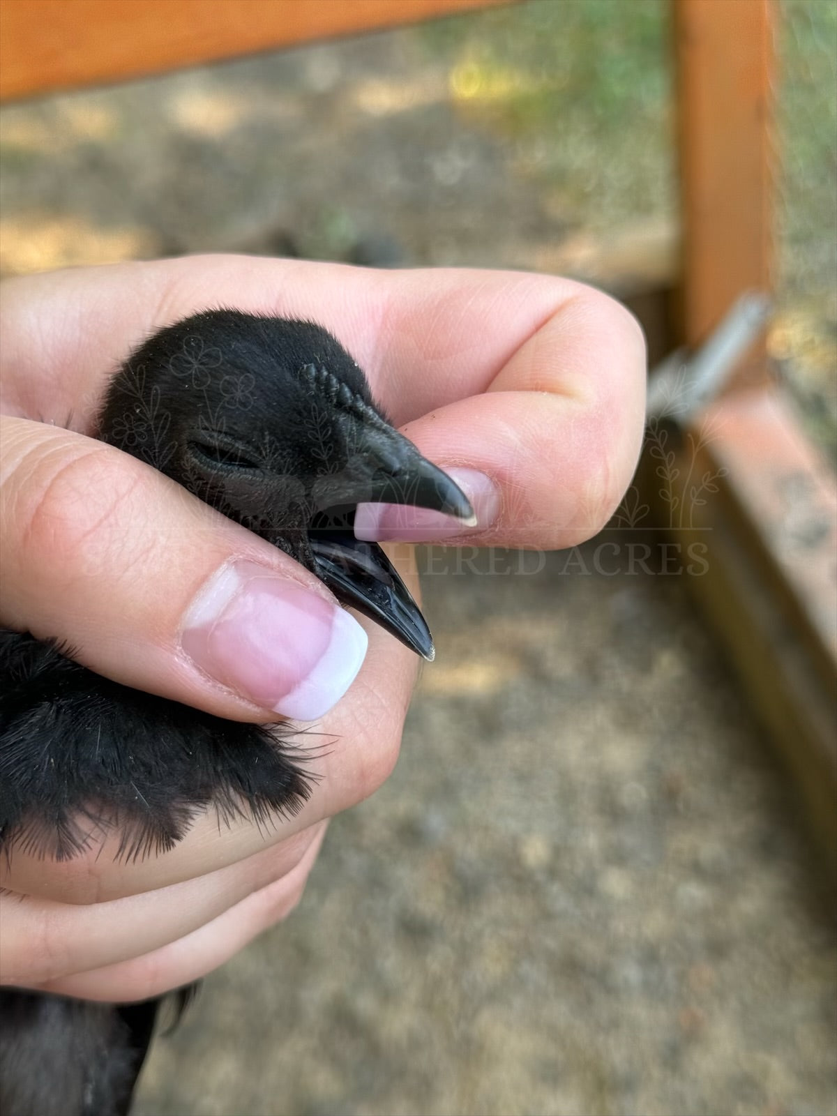 Ayam Cemani Chick