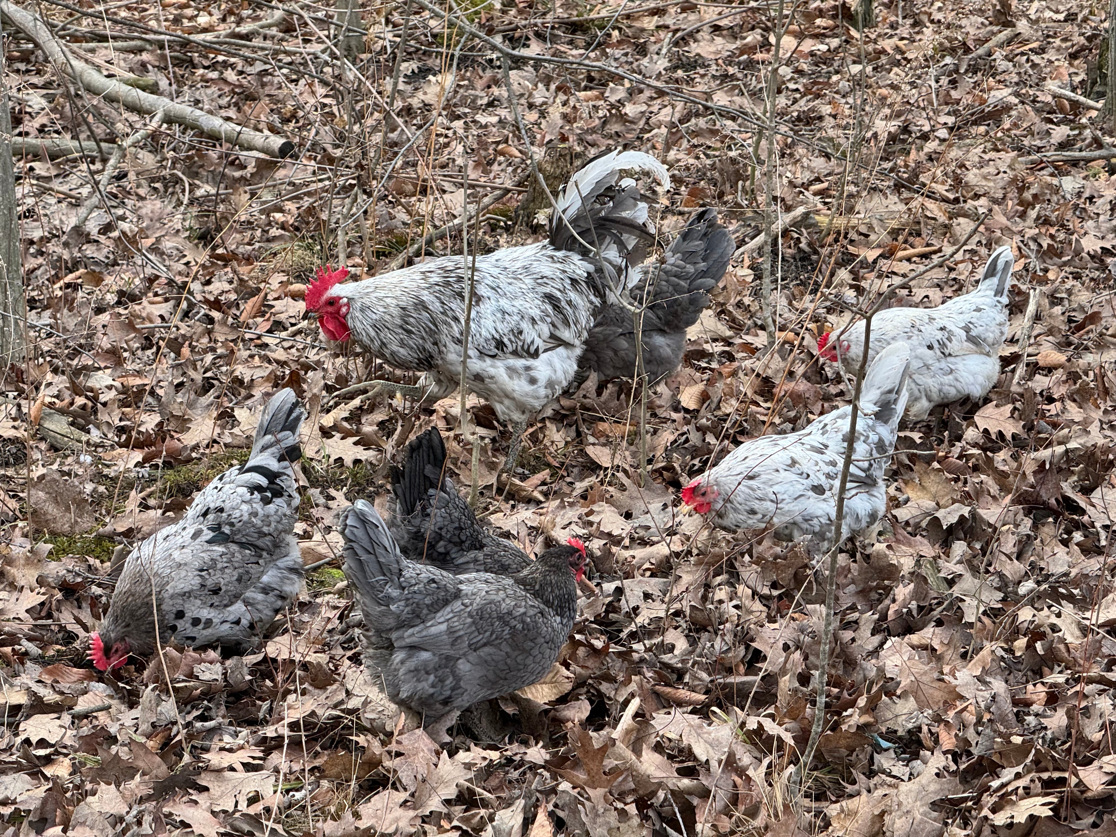 Silverudd’s Blue Hatching Eggs