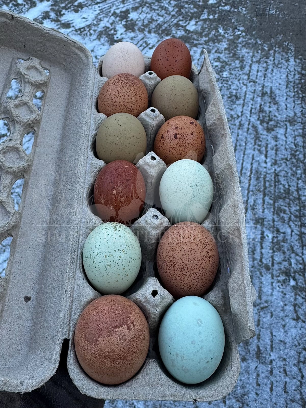 Speckled Hatching Eggs