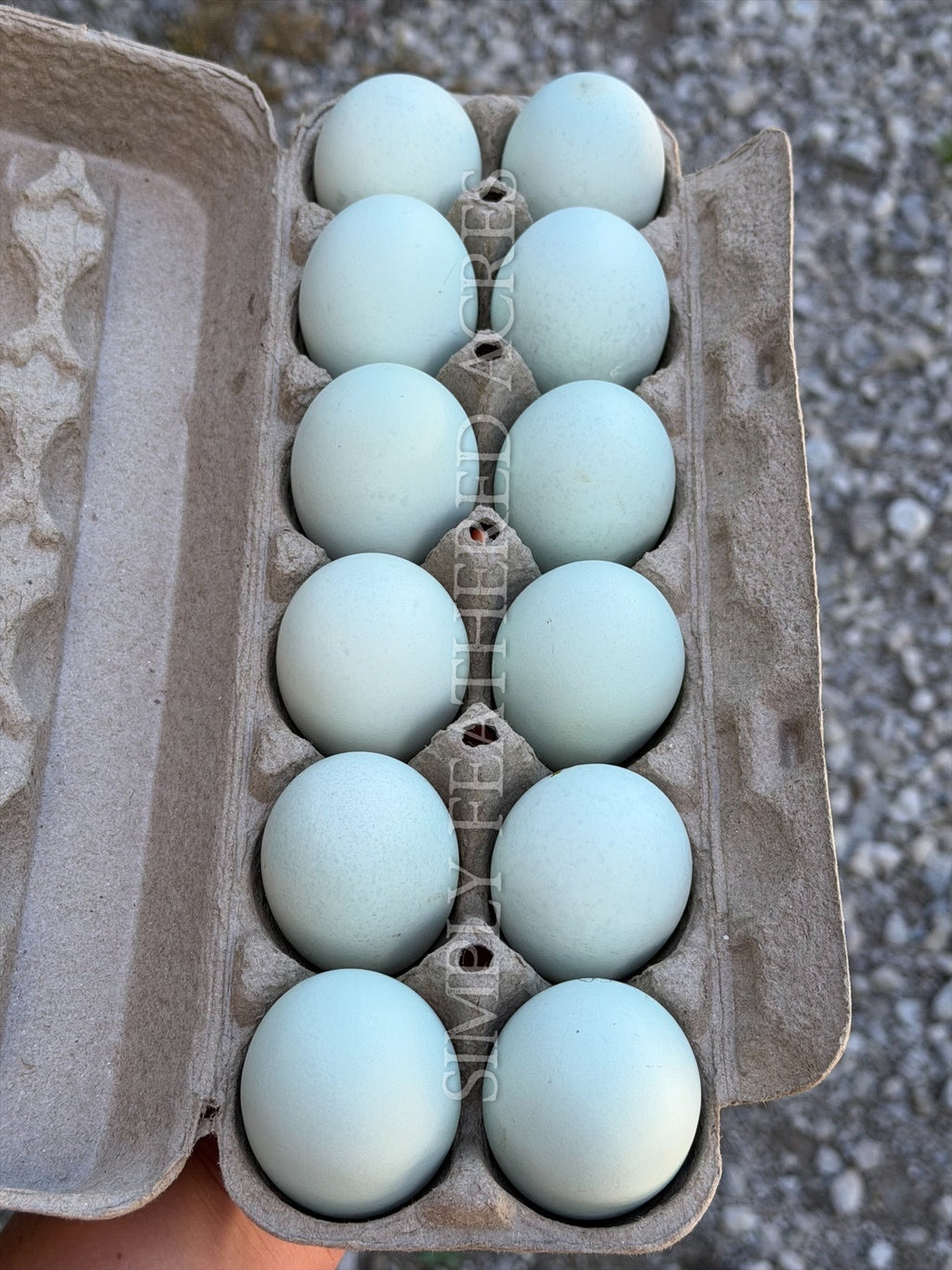 Ermine Ameraucana Hatching Eggs