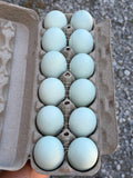 Ermine Ameraucana Hatching Eggs