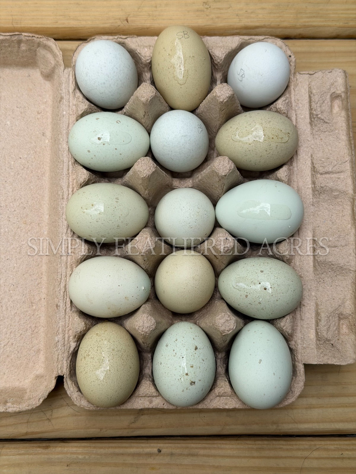 Silverudd’s Blue Hatching Eggs