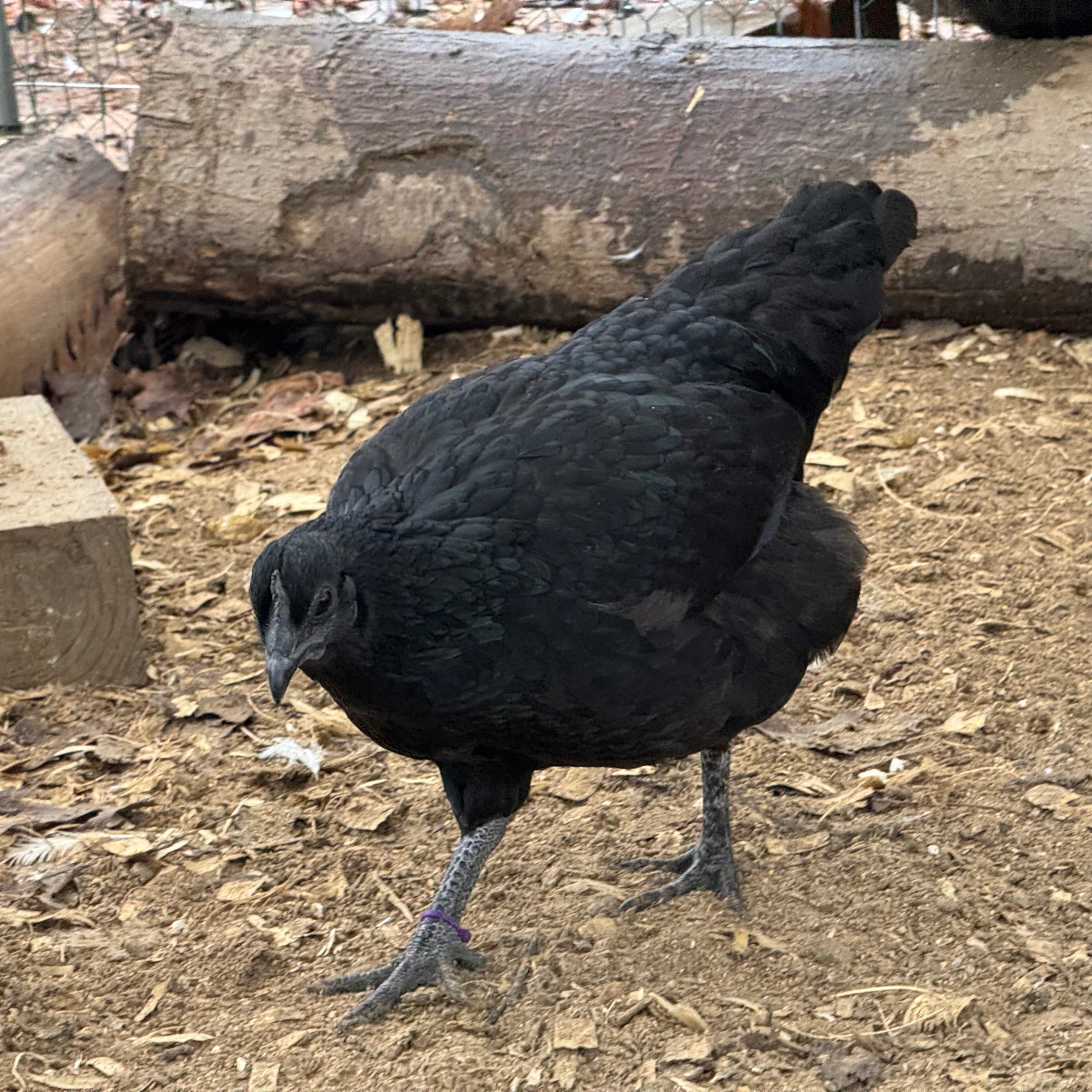 Ayam Cemani Chick