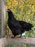 Mocha Egger Pullet