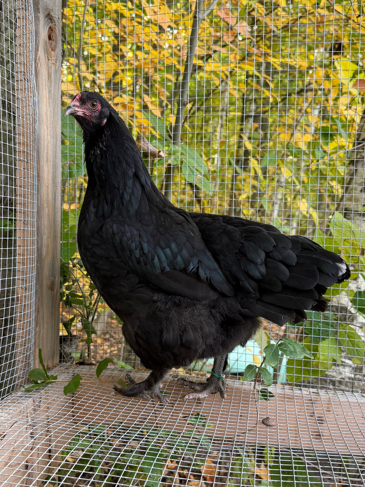 Mocha Egger Pullet