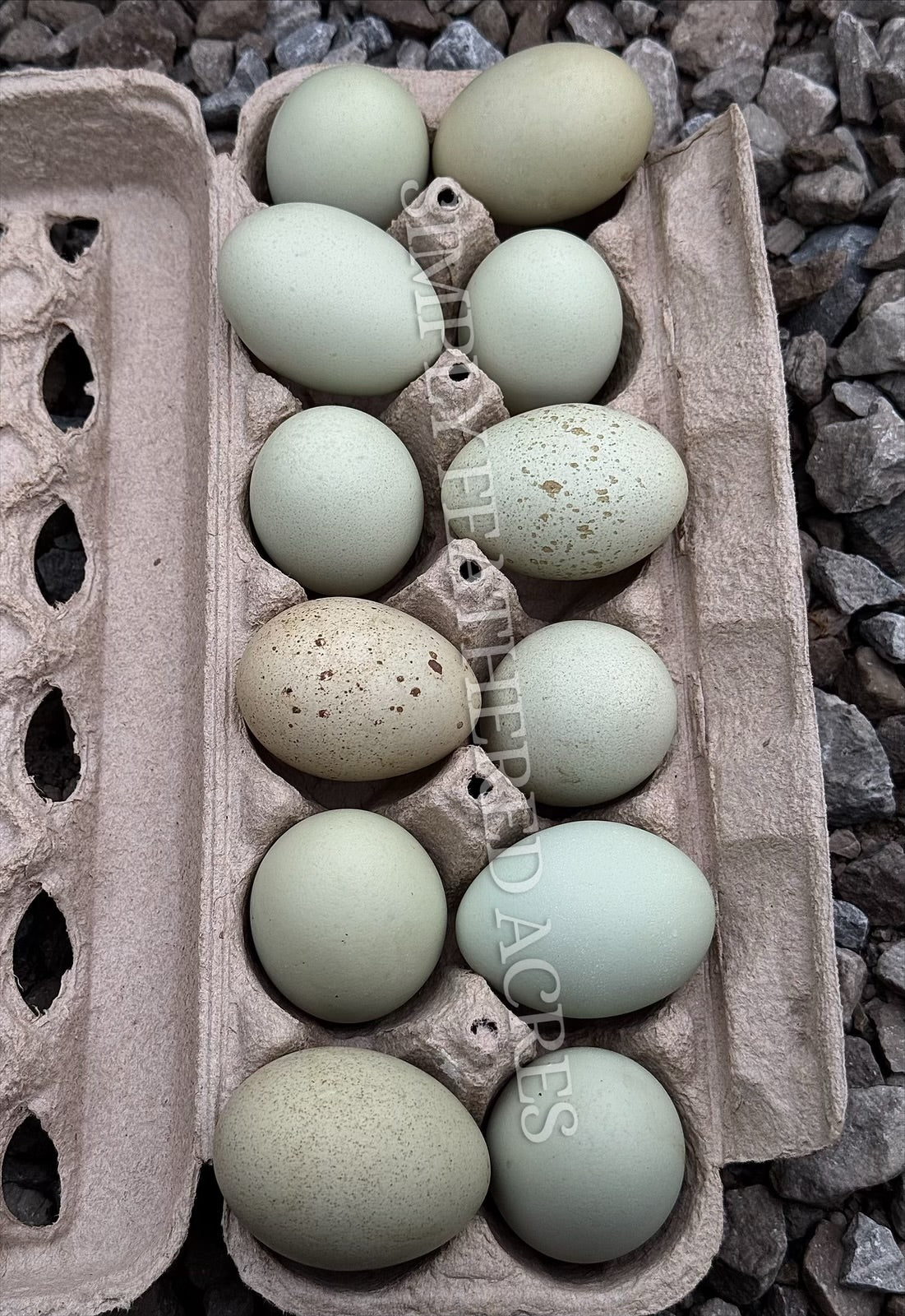 Silverudd’s Blue Hatching Eggs