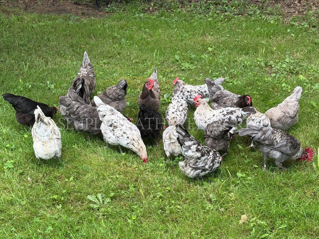 Silverudd’s Blue Chicks
