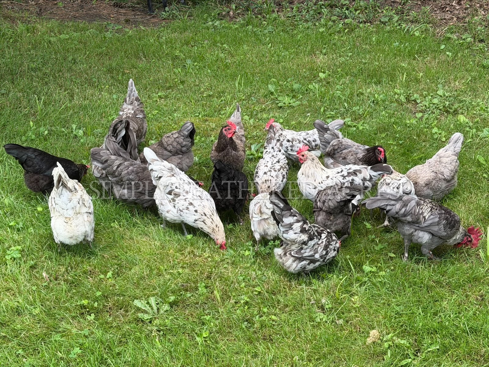 Silverudd’s Blue Chicks