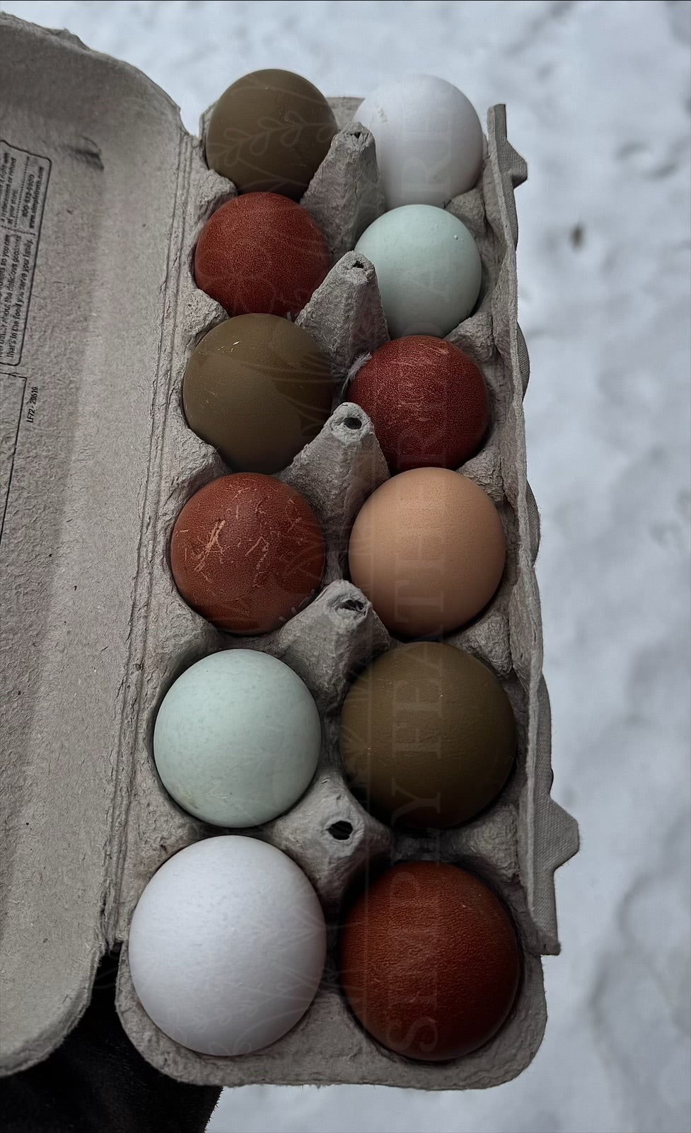 Rainbow Hatching Eggs