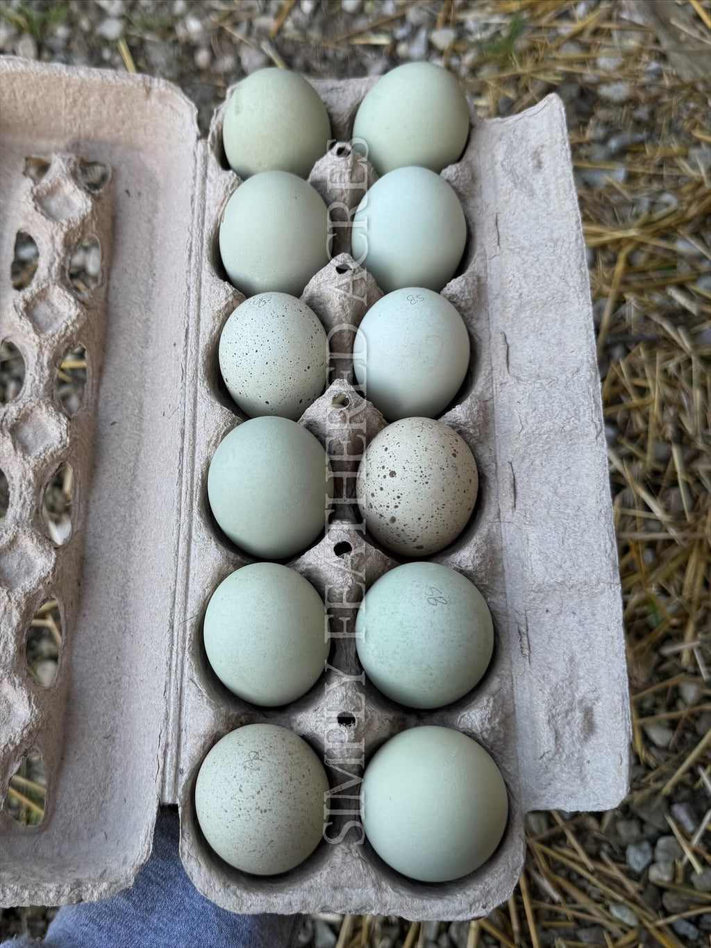 Silverudd’s Blue Hatching Eggs