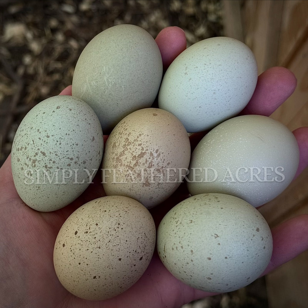 Silverudd’s Blue Hatching Eggs