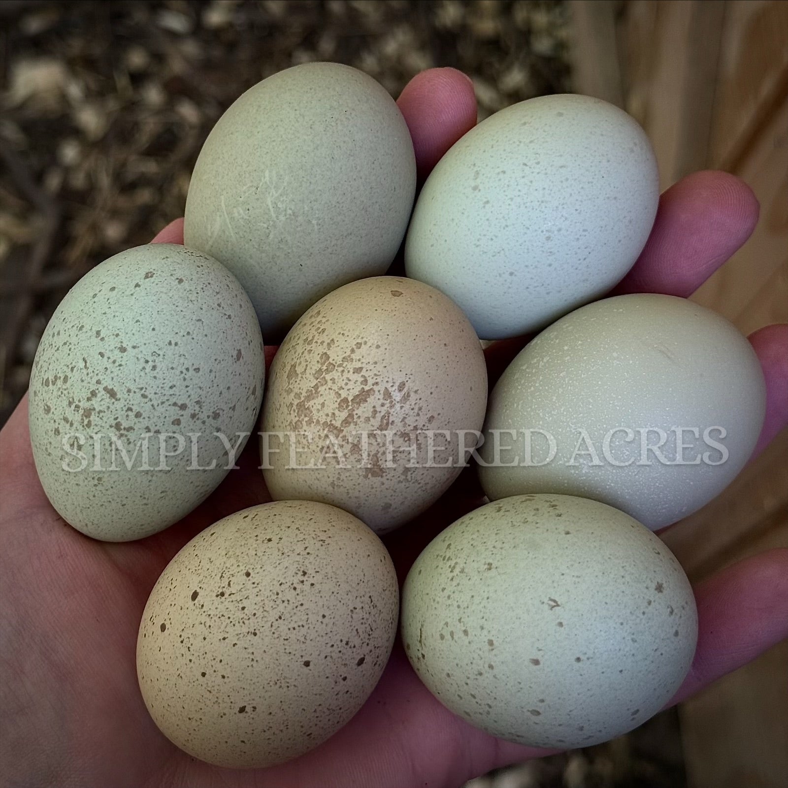 Silverudd’s Blue Hatching Eggs