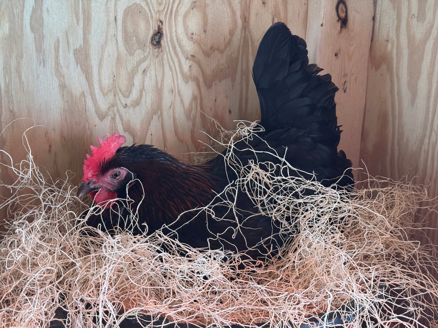 BBS Marans Chicks