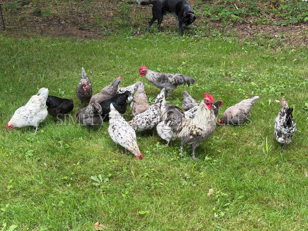 Silverudd’s Blue Chicks