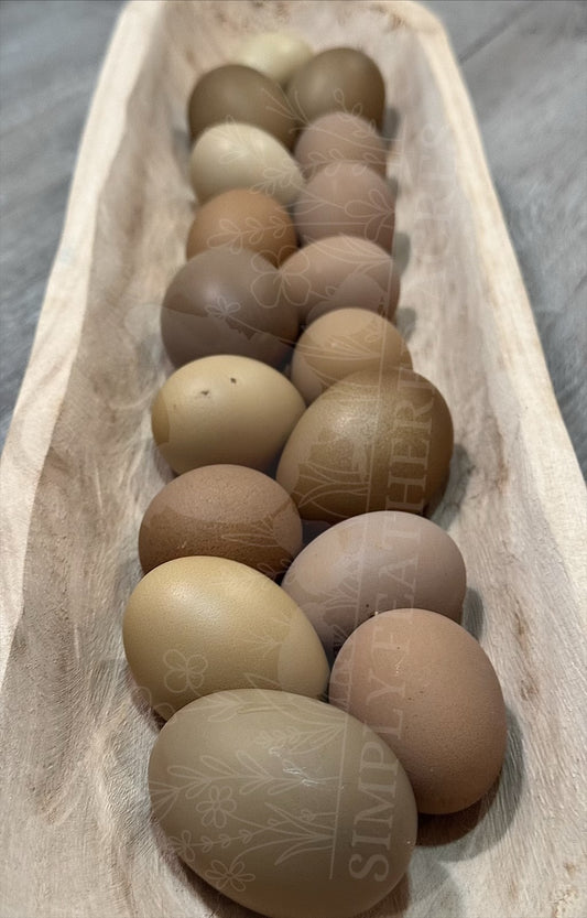 Olive Egger Chicks