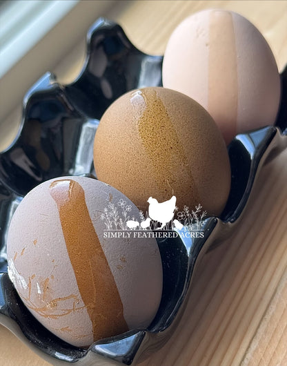Olive Hatching Eggs