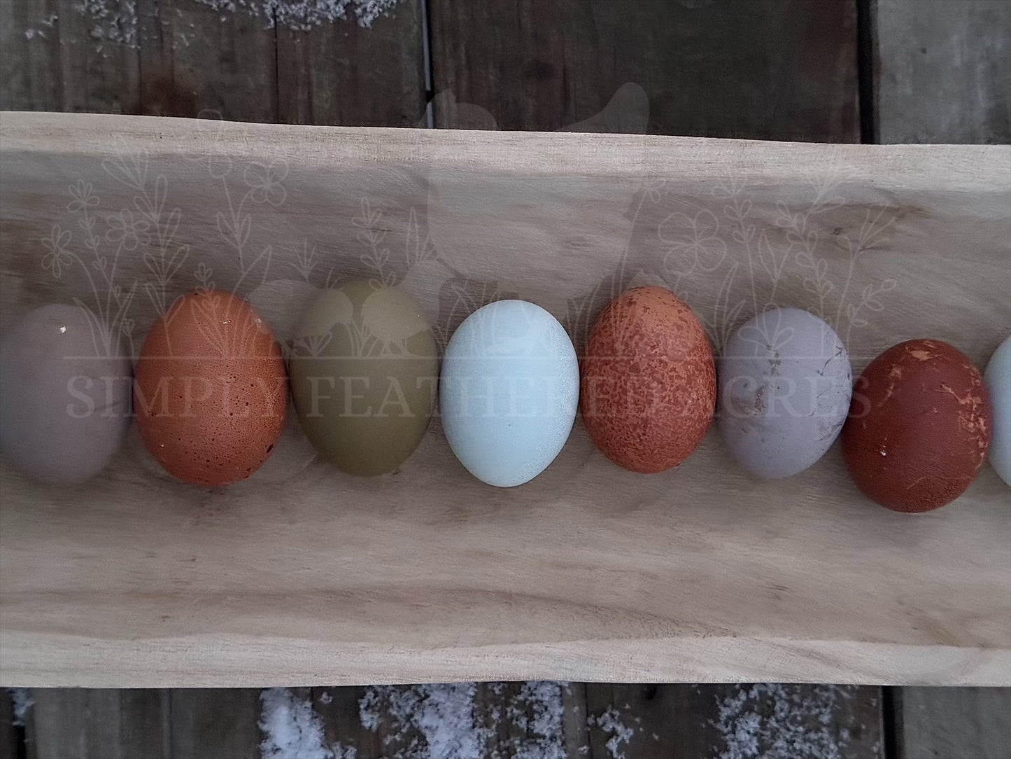 Breeder’s Choice Hatching Eggs