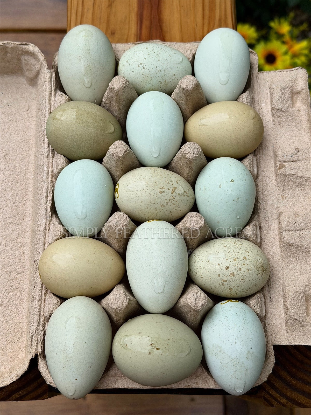 Silverudd’s Blue Hatching Eggs