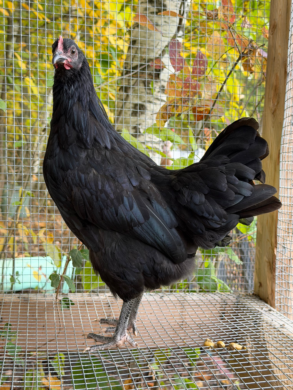 Silverudd’s Blue Pullet (Black-not SOP)