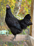 Silverudd’s Blue Pullet (Black-not SOP)