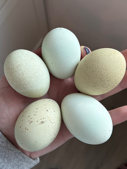 Silverudds Blue Hatching Eggs