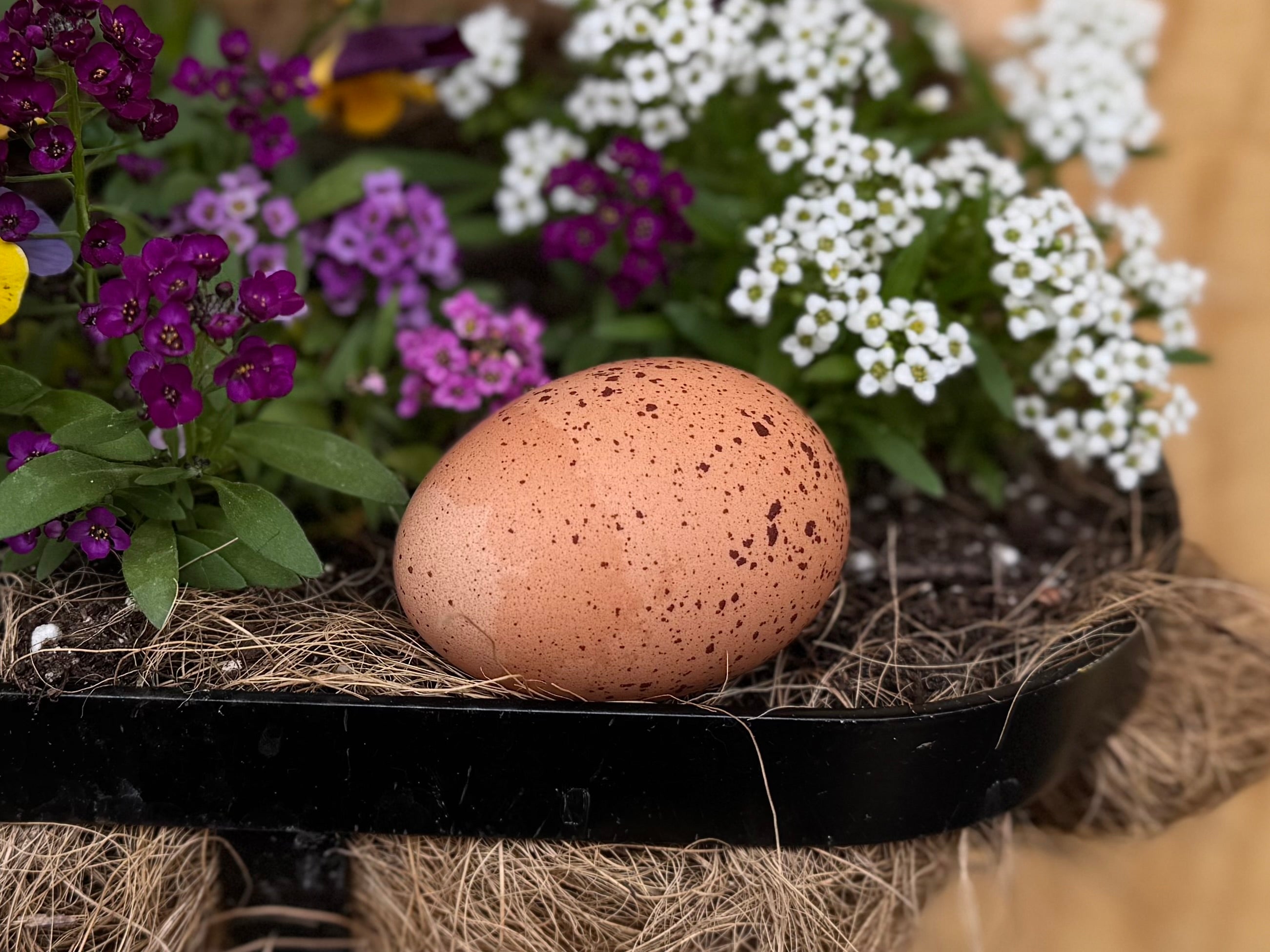 Welsummer Hatching Eggs