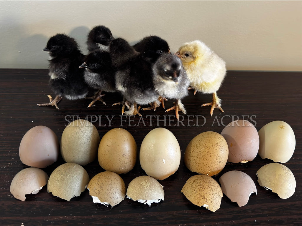 Olive Egger Chicks