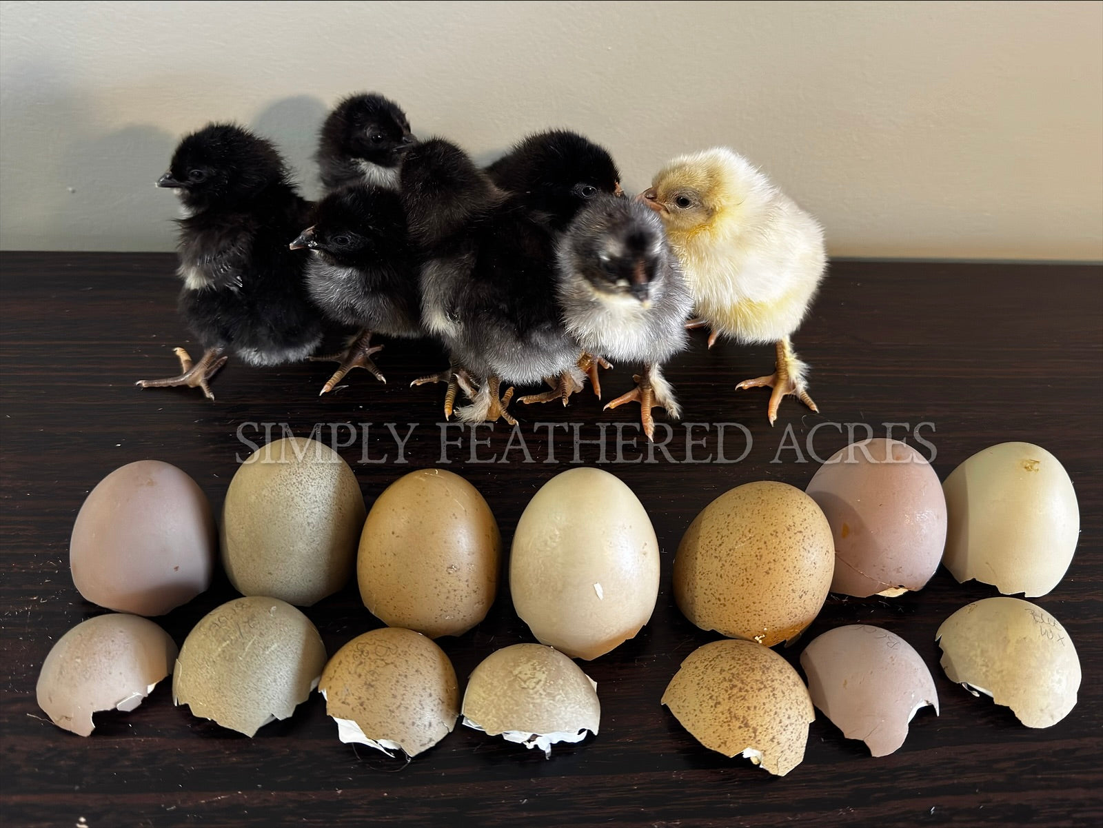 Olive Egger Chicks