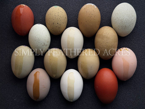 Rainbow Hatching Eggs