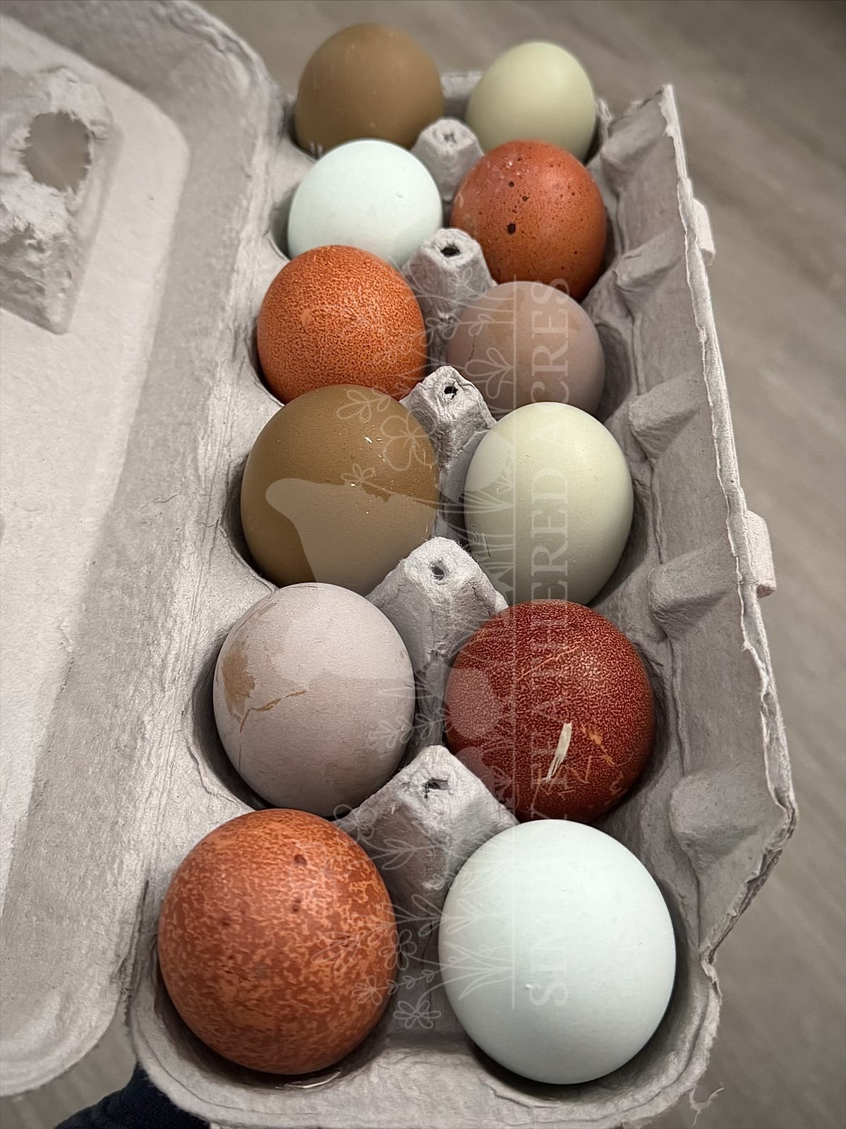 Rainbow Hatching Eggs