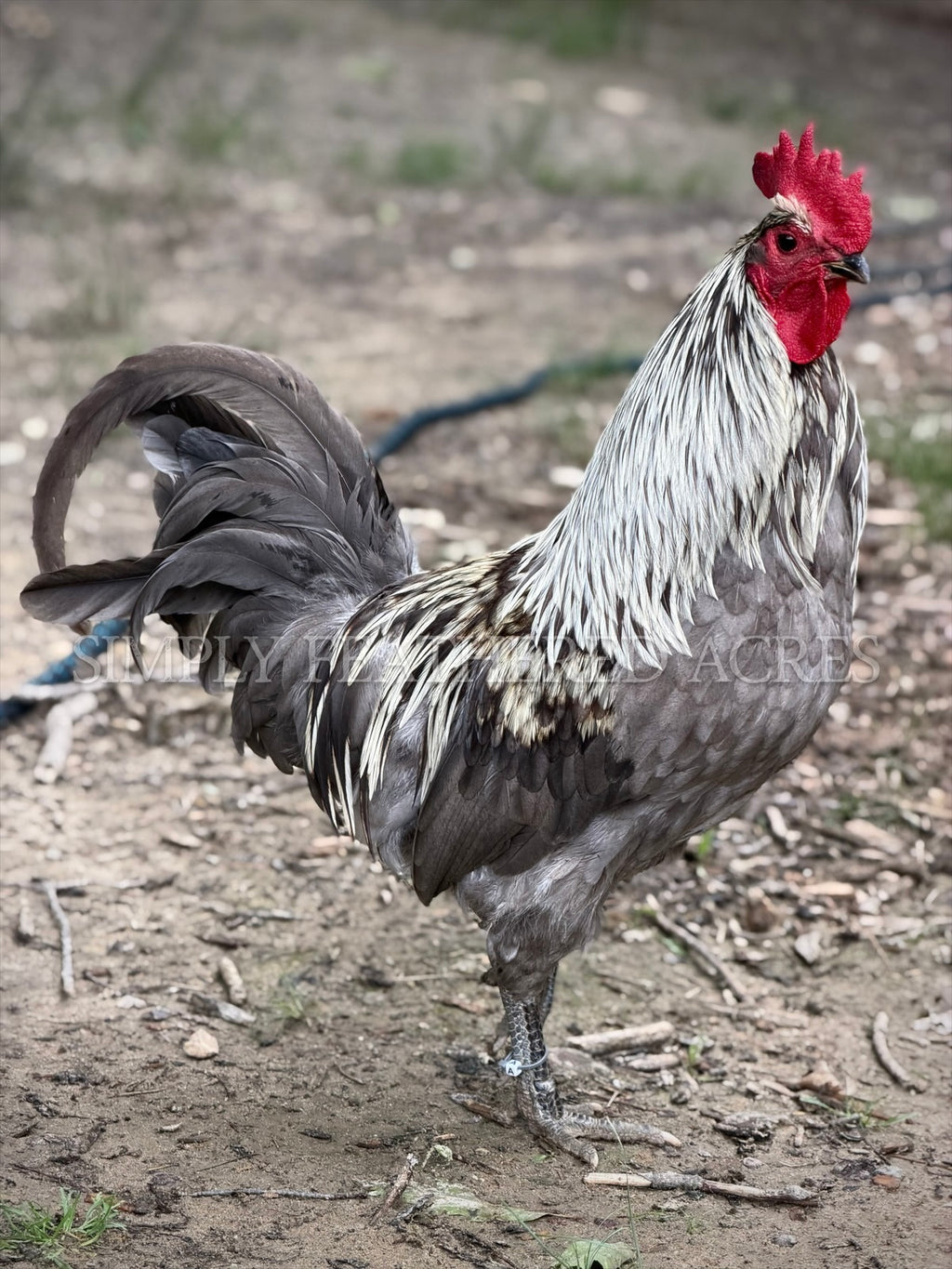 Silverudd’s Blue Hatching Eggs