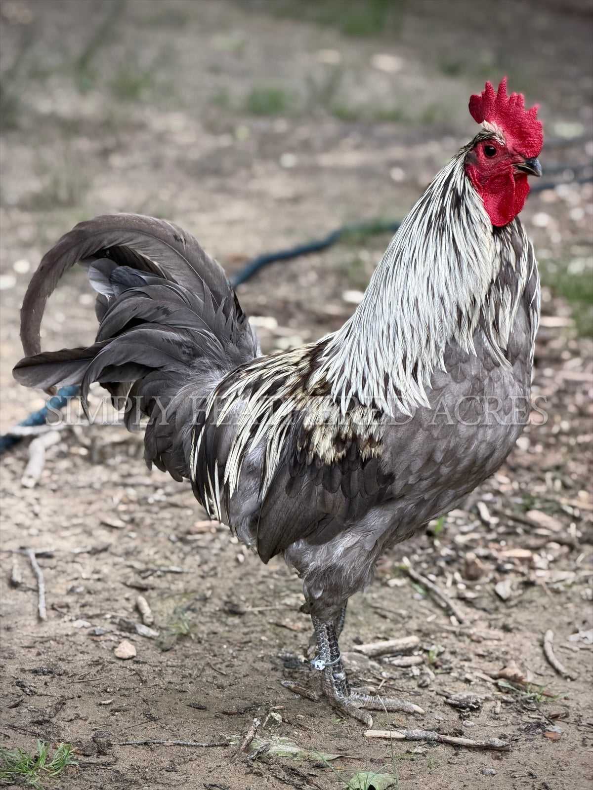 Silverudd’s Blue Hatching Eggs