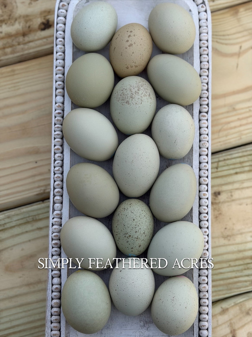 Silverudd’s Blue Hatching Eggs