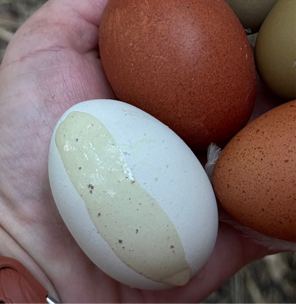 Fibro Egger Hatching Eggs