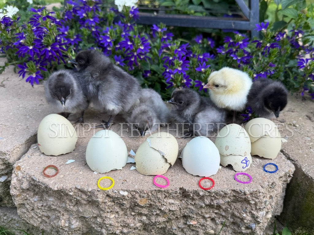 Silverudd’s Blue Chicks
