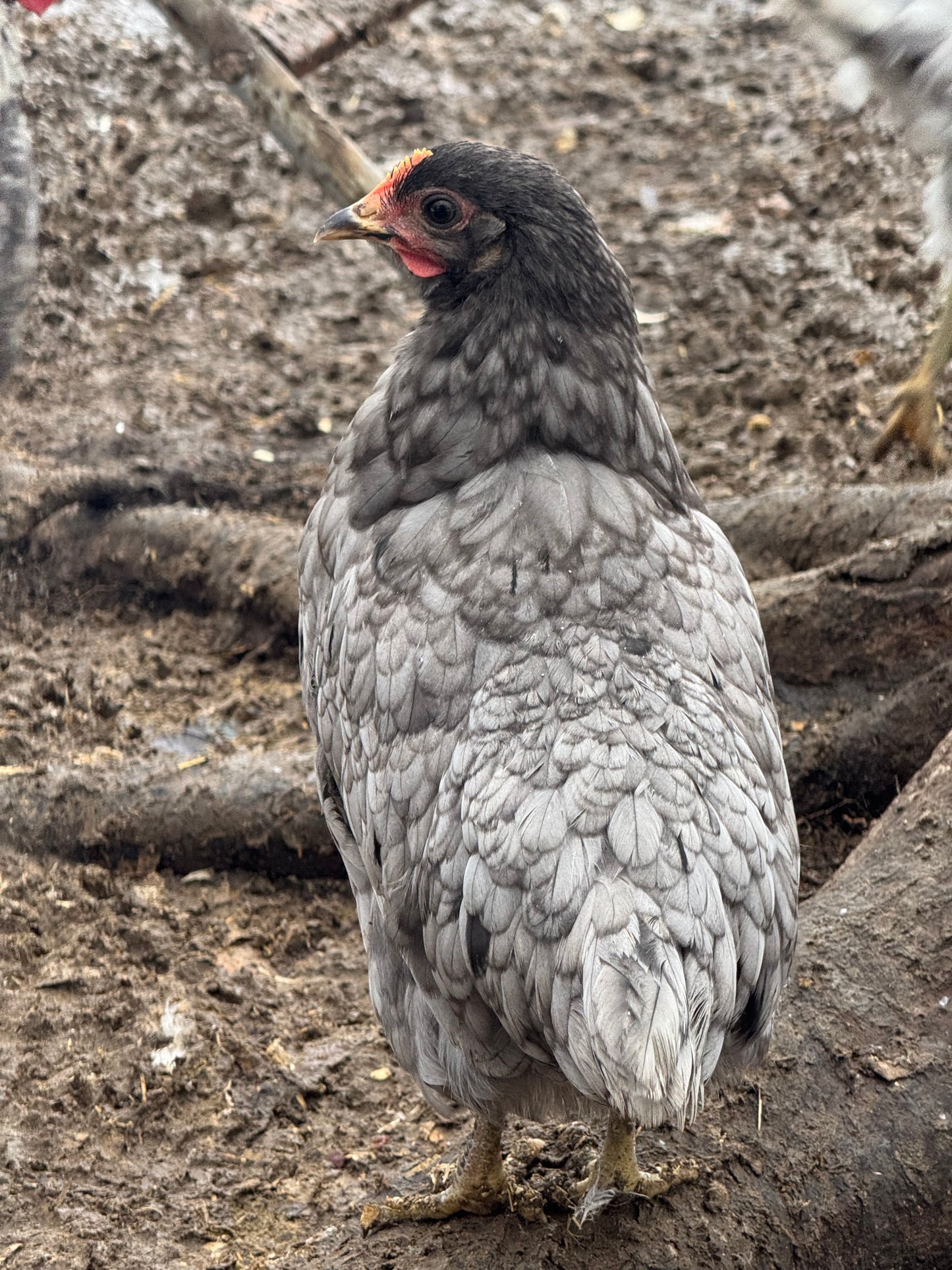 Silverudds Blue Hatching Eggs