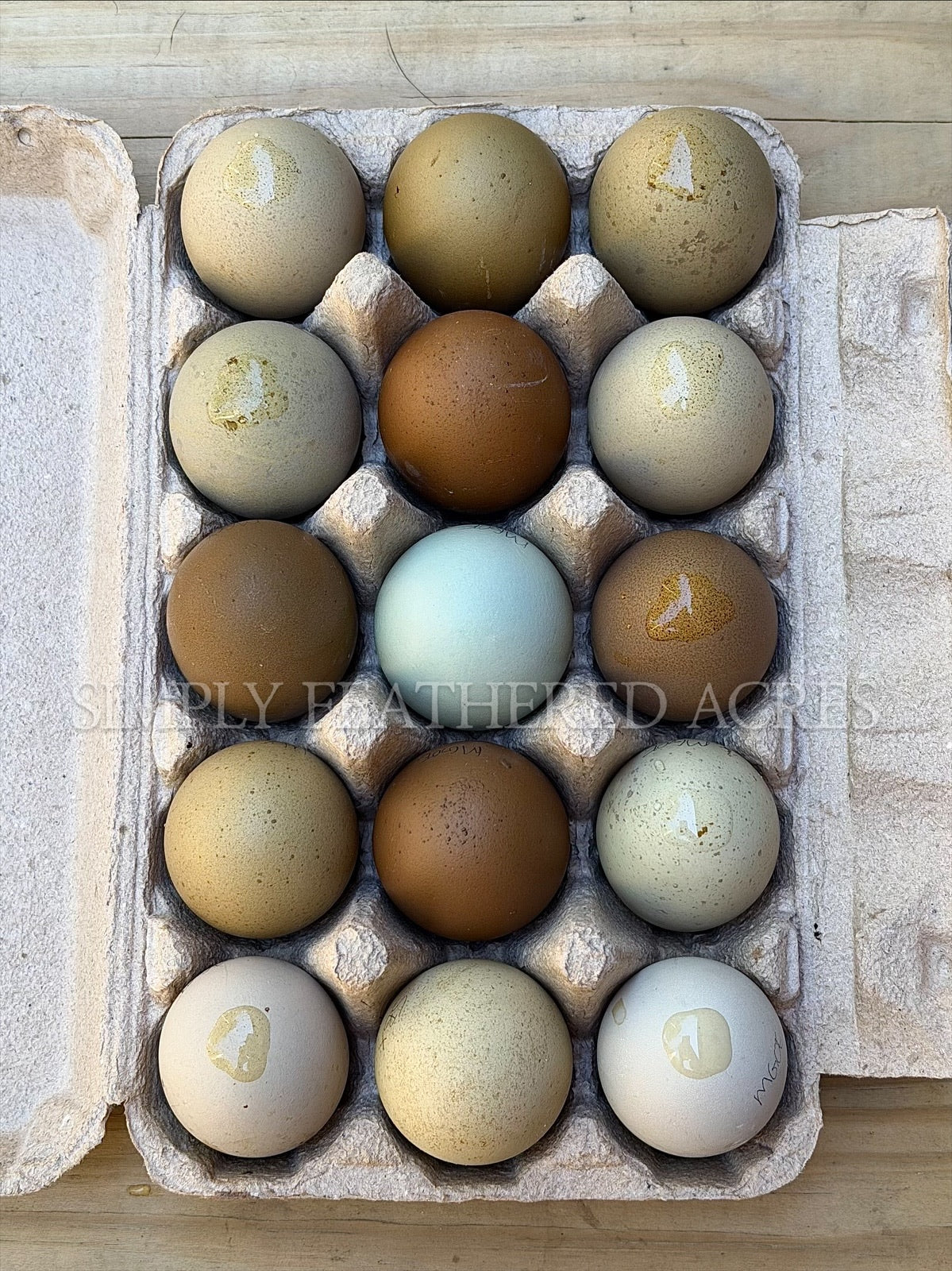Olive Hatching Eggs