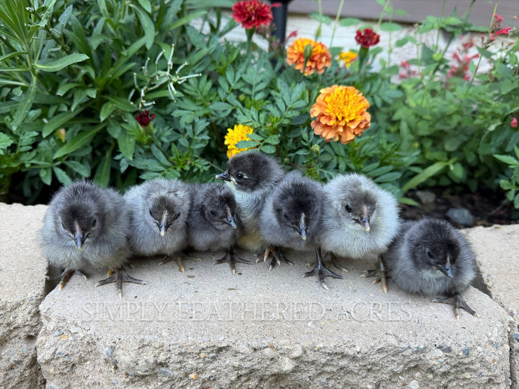 Silverudd’s Blue Chicks