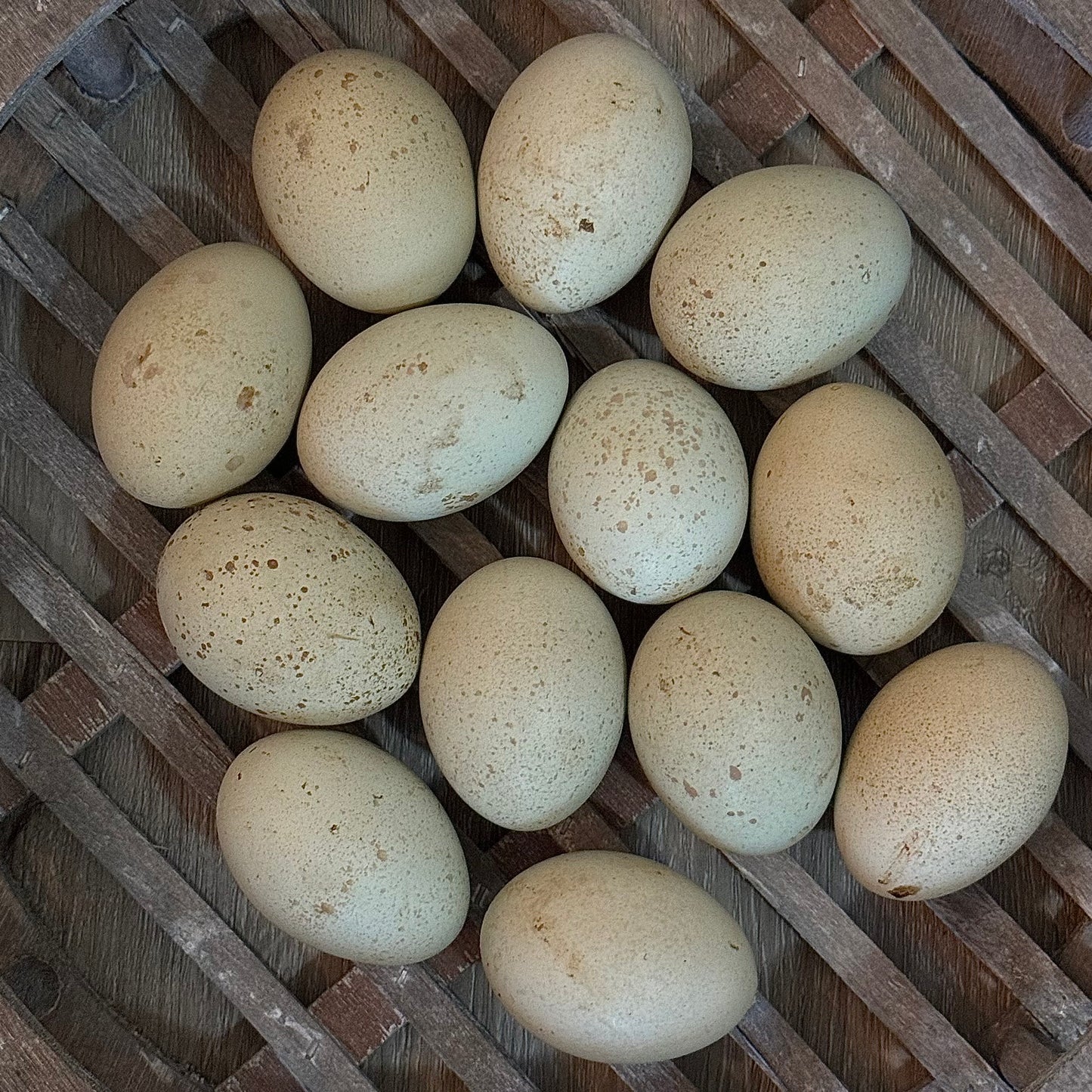 Silverudds Blue Hatching Eggs