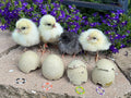 Olive Egger Chicks