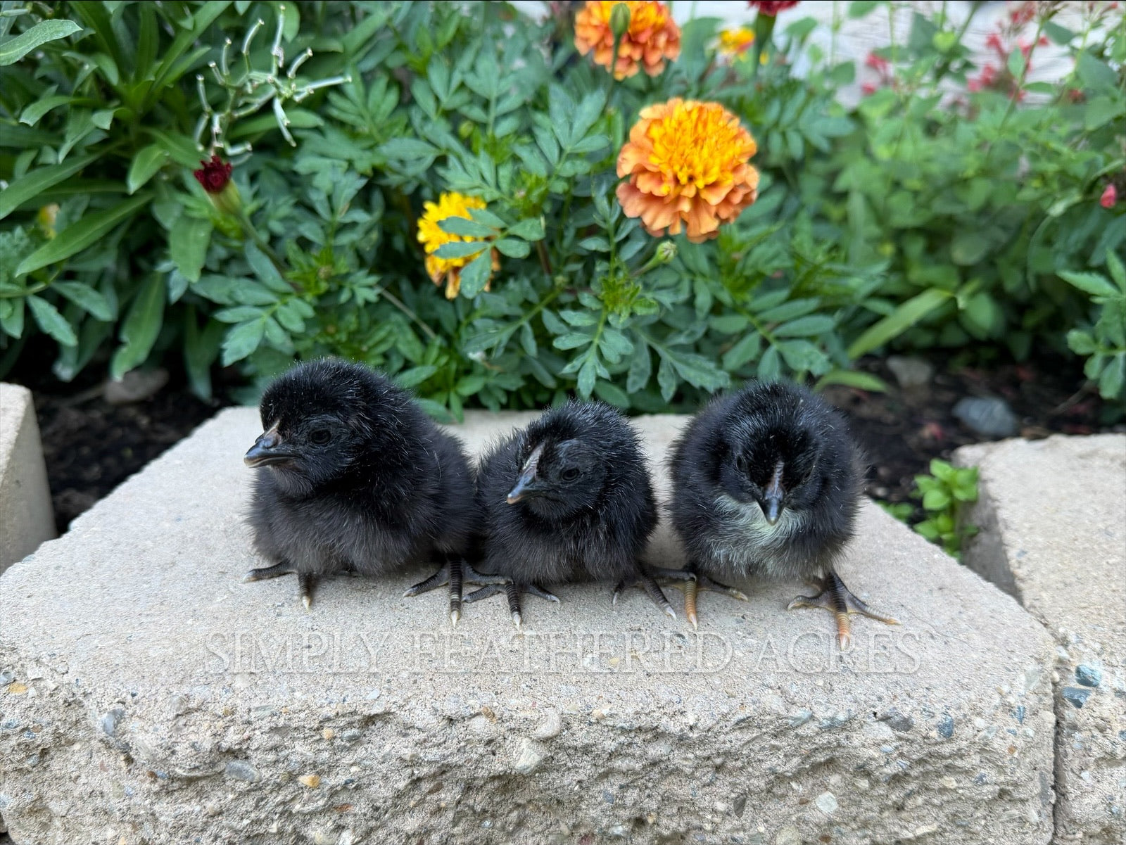 Silverudd’s Blue Chicks