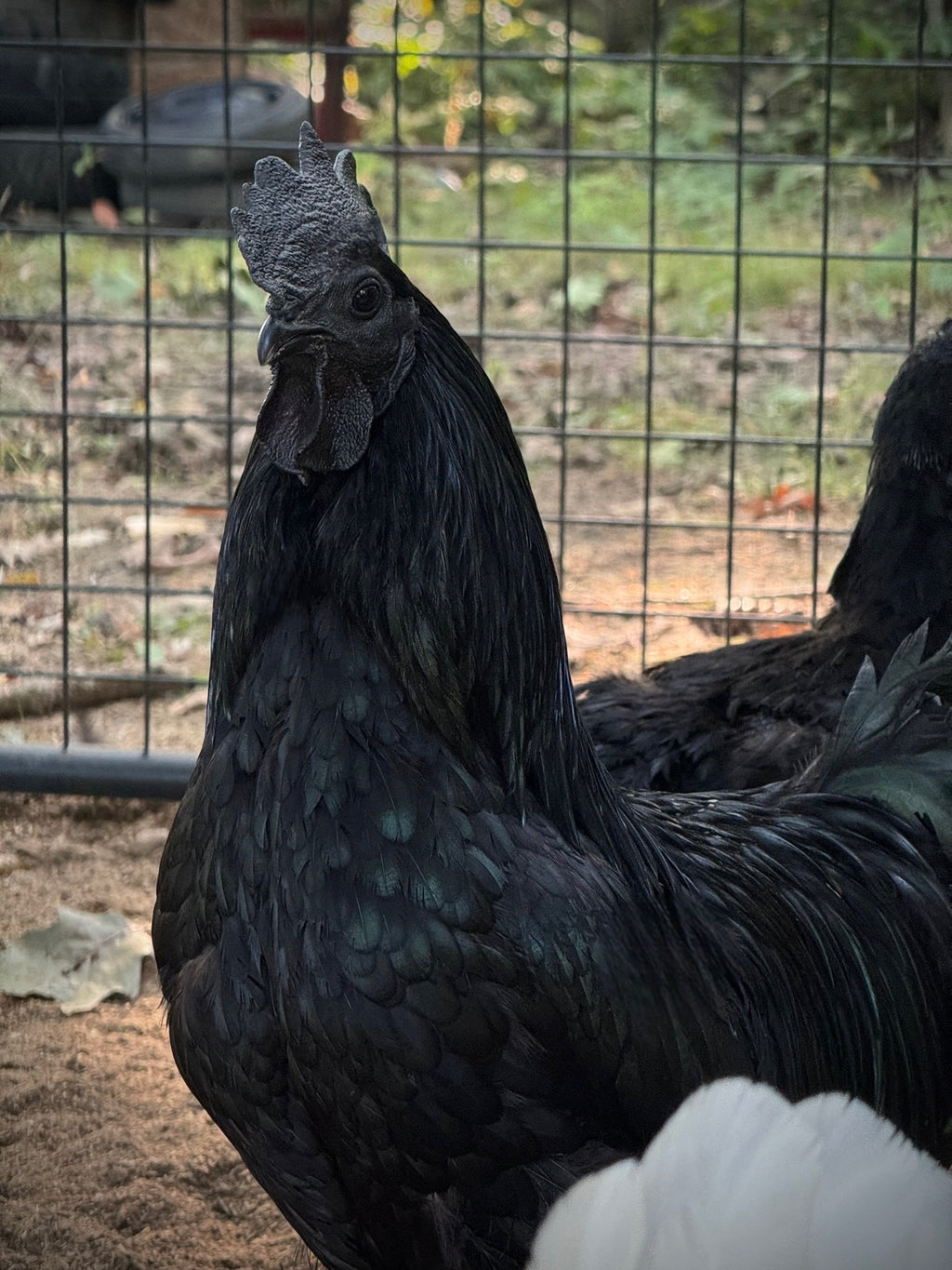 Ayam Cemani Chick