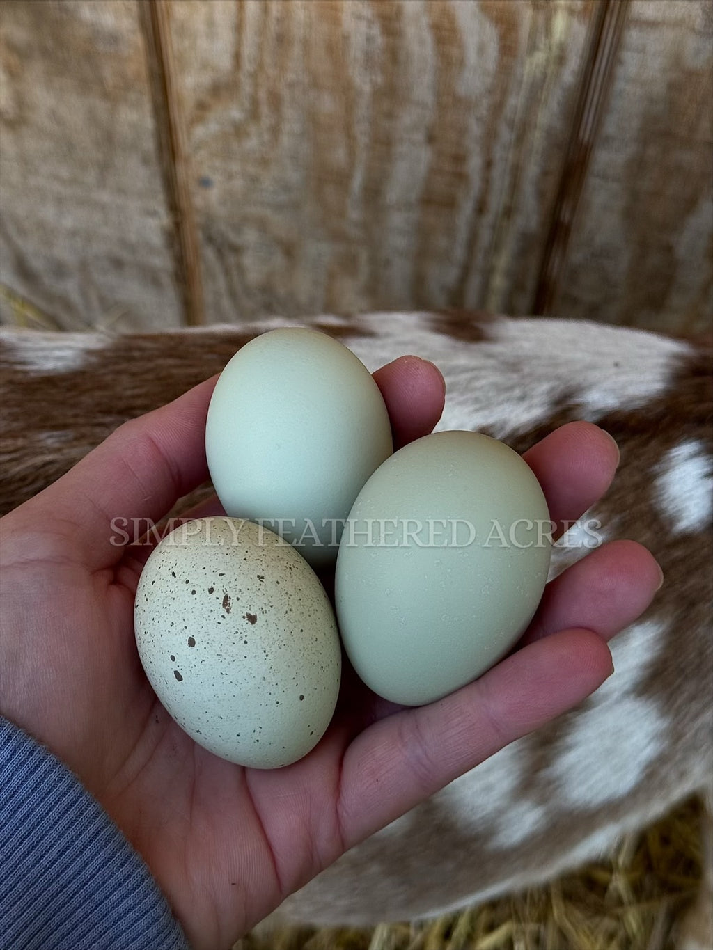 Silverudd’s Blue Hatching Eggs
