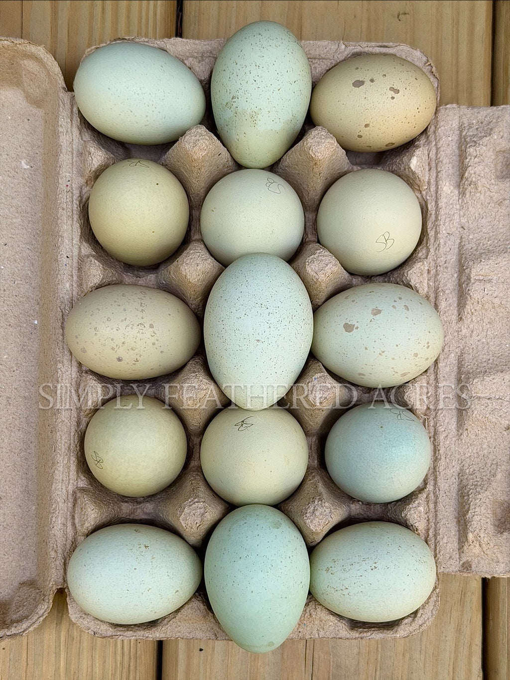 Silverudd’s Blue Hatching Eggs