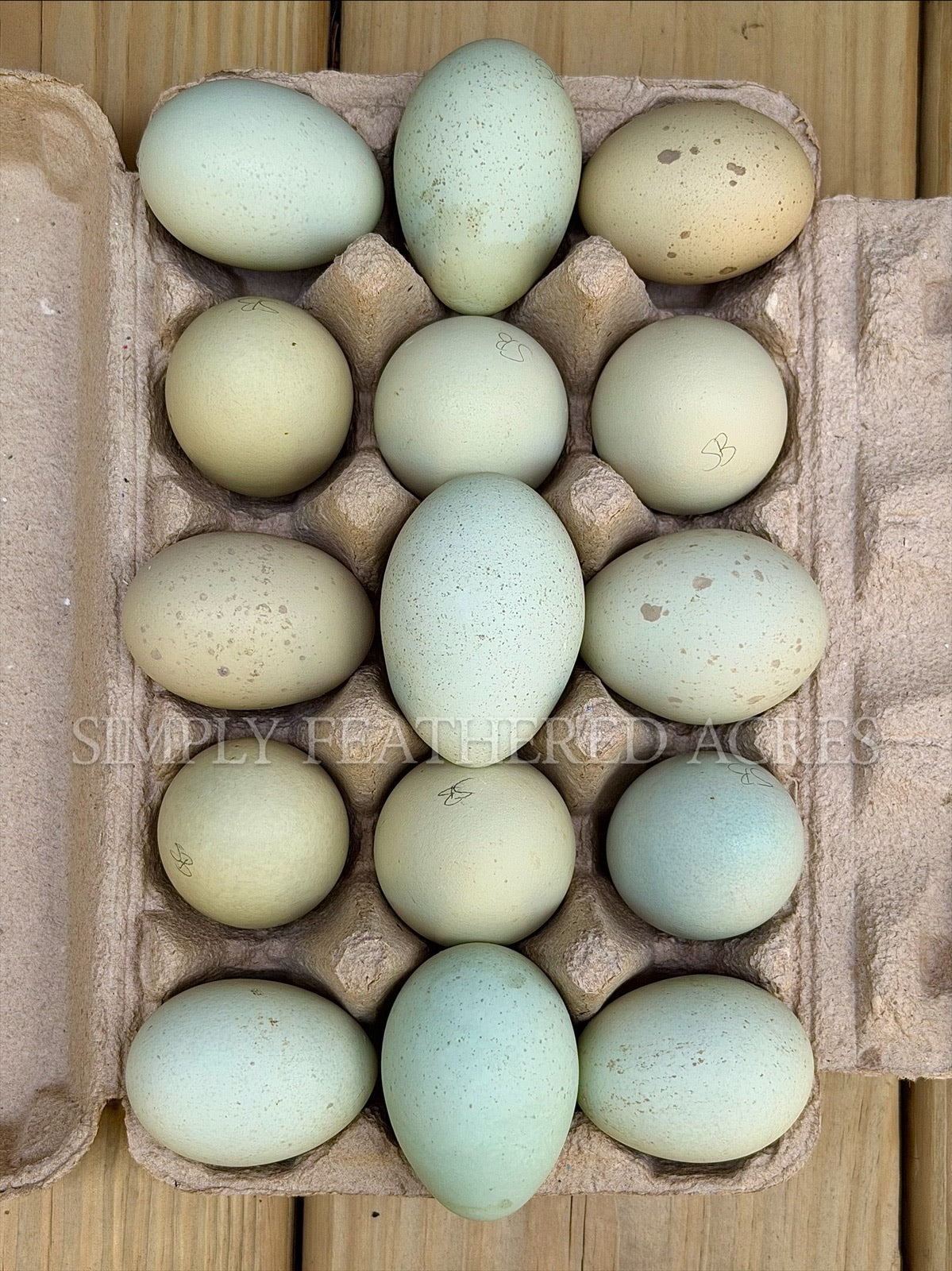 Silverudd’s Blue Hatching Eggs