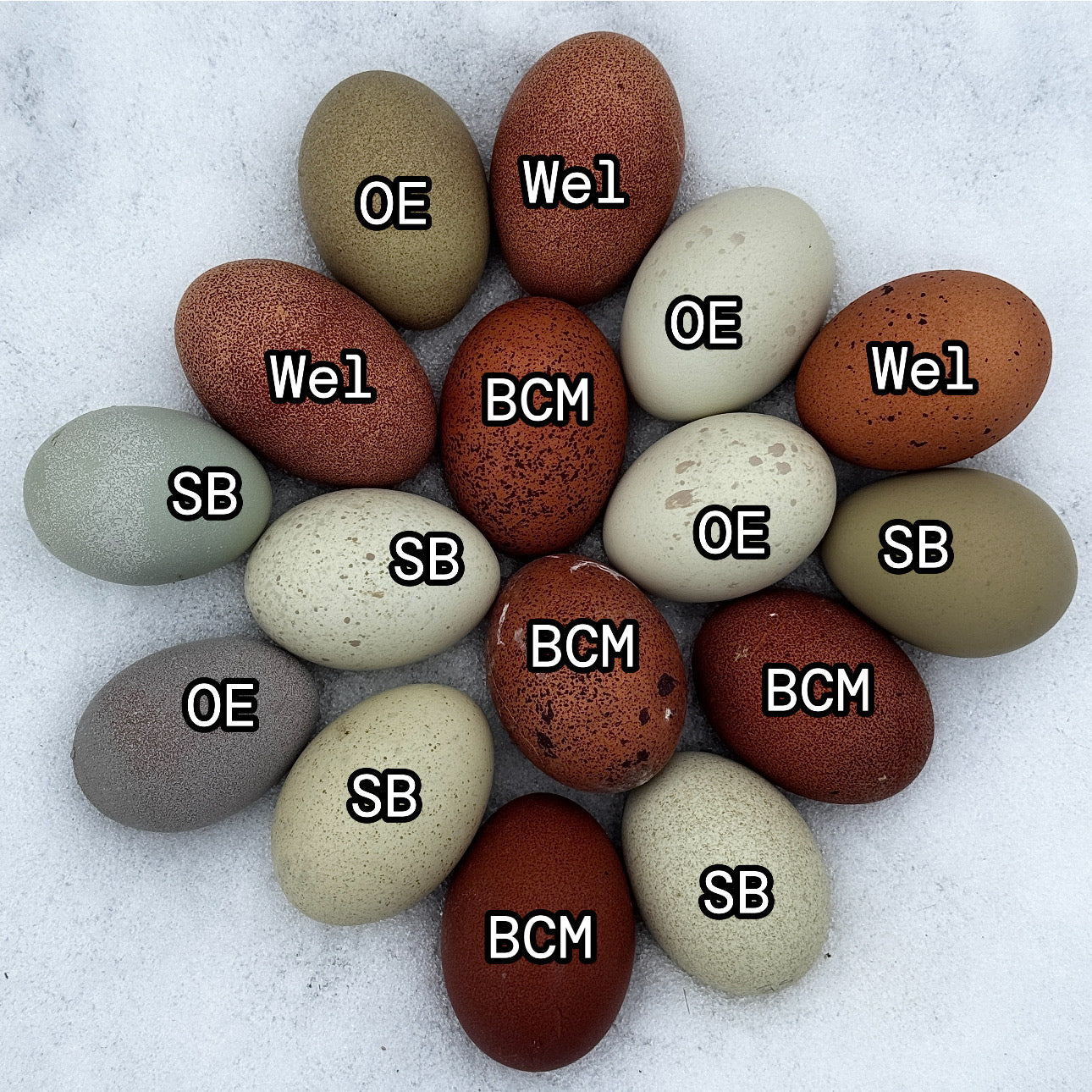 Speckled Hatching Eggs