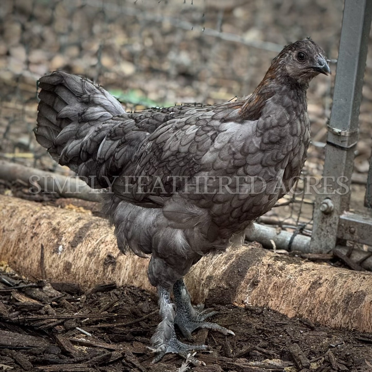 Fibro Egger Hatching Eggs